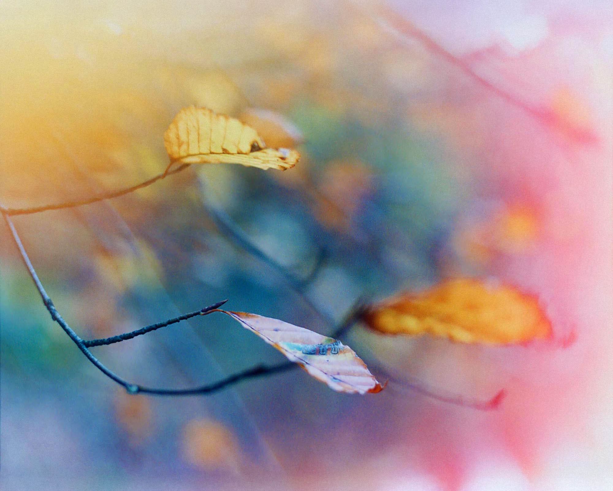 http://Close-up%20of%20dry%20autumn%20leaves%20on%20branches%20with%20a%20soft,%20colorful%20blurred%20background%20of%20orange,%20yellow,%20pink,%20and%20blue