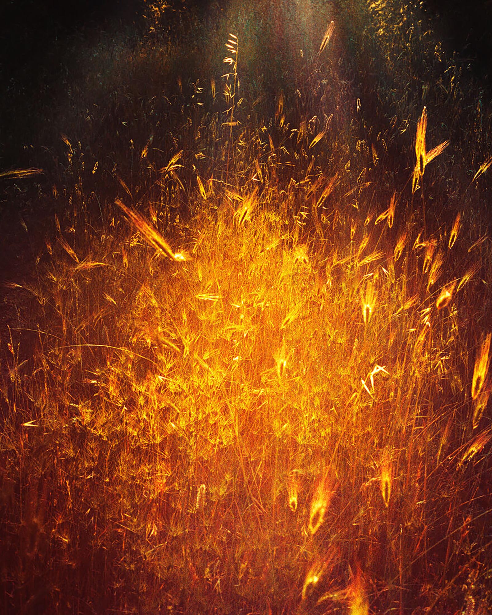 http://Golden%20flora,%20crop,%20golden%20hour,%20magic%20light,%20magic%20hour,%20explosion%20of%20colour,%20grass,%20grasses,